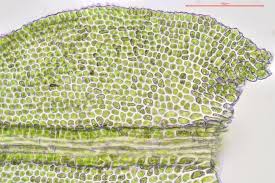 Attēlu rezultāti vaicājumam “Anomodon longifolius”