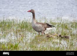 Attēlu rezultāti vaicājumam “Anser anser juvenile”
