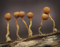 Attēlu rezultāti vaicājumam “Ophiotheca chrysosperma macro”