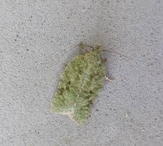 Attēlu rezultāti vaicājumam “Acrobasis advenella”