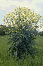 Attēlu rezultāti vaicājumam “Bunias orientalis flower”