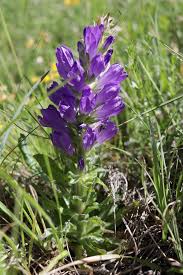 Image result for Campanula spicata