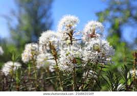 Attēlu rezultāti vaicājumam “Ledum palustre”