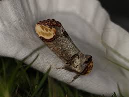 Attēlu rezultāti vaicājumam “Phalera bucephala”