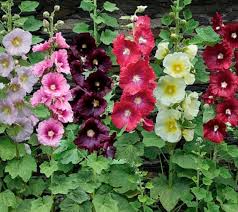 Image result for Alcea rosea