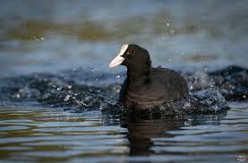 Attēlu rezultāti vaicājumam “Fulica atra”