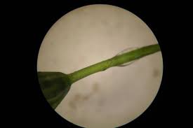 Attēlu rezultāti vaicājumam “Chara globularis”