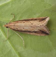 Attēlu rezultāti vaicājumam “Donacaula mucronella”