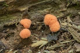 Attēlu rezultāti vaicājumam “Tubifera applanata spores”