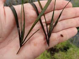 Attēlu rezultāti vaicājumam “Potamogeton compressus”