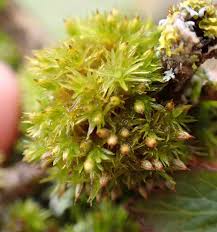 Attēlu rezultāti vaicājumam “Bryum moravicum”