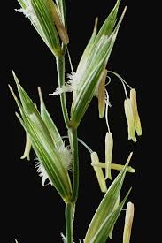 Attēlu rezultāti vaicājumam “Elytrigia repens flower”