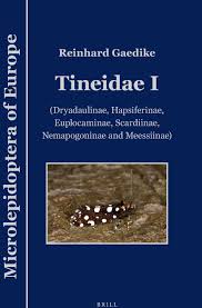 Attēlu rezultāti vaicājumam “Tineidae”
