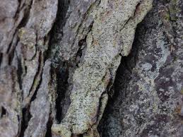 Attēlu rezultāti vaicājumam “Chaenotheca ferruginea”