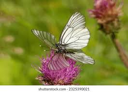 Attēlu rezultāti vaicājumam “Aporia crataegi female”