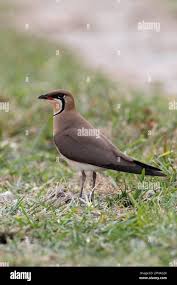 Image result for Glareola maldivarum