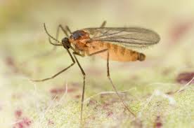 Attēlu rezultāti vaicājumam “Cystiphora sanguinea”