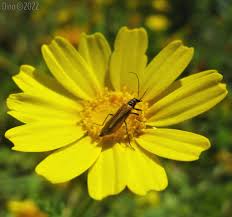 Attēlu rezultāti vaicājumam “Oedemera sp.”