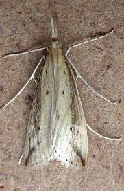 Attēlu rezultāti vaicājumam “Donacaula mucronella”