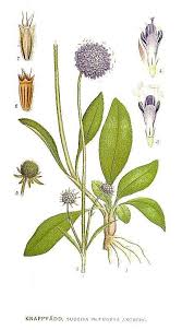 Attēlu rezultāti vaicājumam “Succisa pratensis leaf”