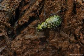 Attēlu rezultāti vaicājumam “Elaphrus cupreus”