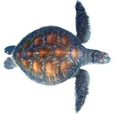 Image result for Chelonia mydas