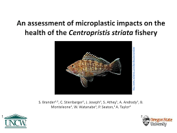 Image result for Centropristis striata