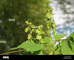 Attēlu rezultāti vaicājumam “Fallopia dumetorum leaf”