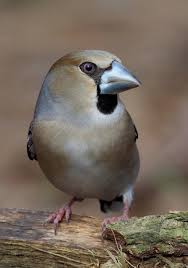 Attēlu rezultāti vaicājumam “Coccothraustes coccothraustes adult”
