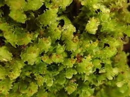 Attēlu rezultāti vaicājumam “Lophozia longidens”