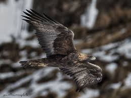 Attēlu rezultāti vaicājumam “Aquila chrysaetos adult”