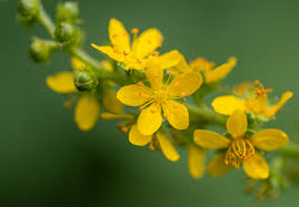 Attēlu rezultāti vaicājumam “Agrimonia pilosa”