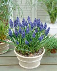 Attēlu rezultāti vaicājumam “Muscari armeniacum”