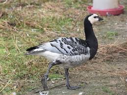 Attēlu rezultāti vaicājumam “Branta leucopsis”