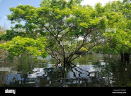 Attēlu rezultāti vaicājumam “Leguminosae”