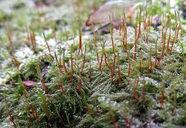 Attēlu rezultāti vaicājumam “Serpoleskea subtilis sporophyte”