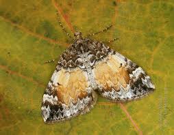 Attēlu rezultāti vaicājumam “Dysstroma truncata”