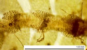 Attēlu rezultāti vaicājumam “Calypogeia sphagnicola”