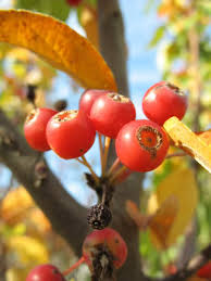 Attēlu rezultāti vaicājumam “Malus x zumi”