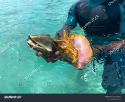 Image result for Aliger gigas