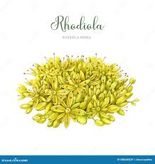 Attēlu rezultāti vaicājumam “Rhodiola rosea flower”