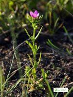 Attēlu rezultāti vaicājumam “Centaurium littorale leaf”