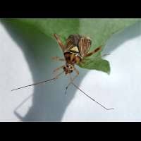 Attēlu rezultāti vaicājumam “Rhabdomiris striatellus”