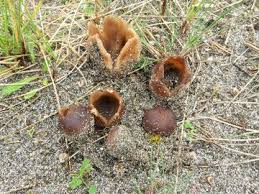 Attēlu rezultāti vaicājumam “Peziza ammophila”