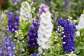 Image result for Delphinium