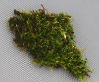 Attēlu rezultāti vaicājumam “Hygroamblystegium humile”