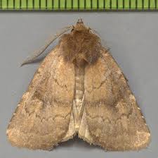 Attēlu rezultāti vaicājumam “Rusina ferruginea”