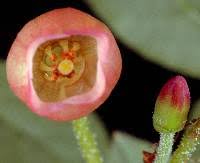 Attēlu rezultāti vaicājumam “Menziesia ferruginea flower”