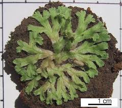 Attēlu rezultāti vaicājumam “Ricciocarpos natans”