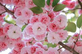 Attēlu rezultāti vaicājumam “Prunus (sakura)”